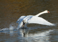 expo oiseaux 2016